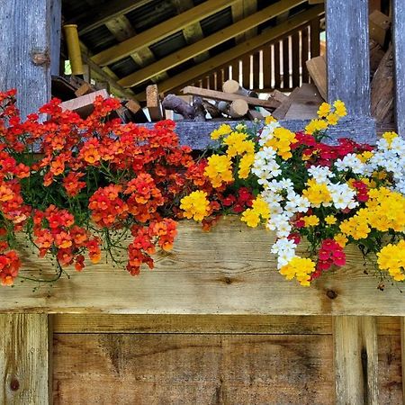 La Gerla Casa Vacanze Dolomiti Perarolo di Cadore Экстерьер фото